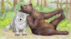 Bär-und-Wolf-nightshade-intensity-HIGH-V1